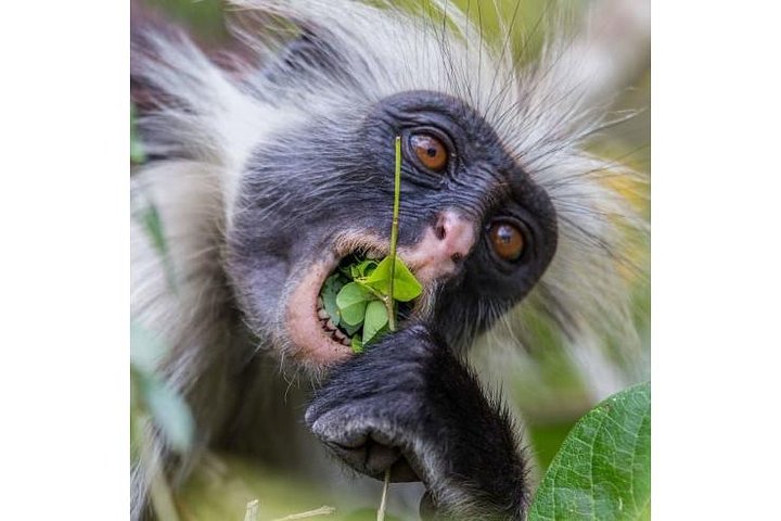 Jozani Forest Wild Tour - Image 5