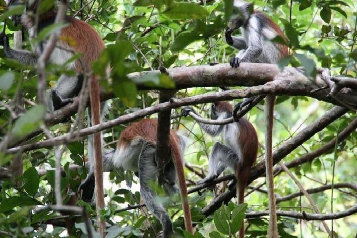 Jozani Forest with Kizimkaz - Image 4