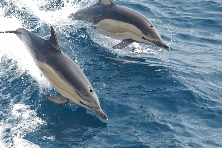 Kizimkazi Dolphin Tour - Image 2
