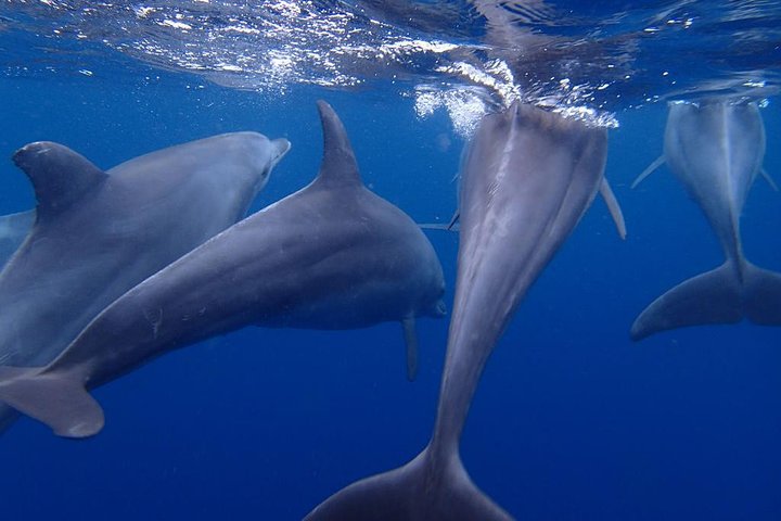 Kizimkazi Dolphin Tour - Image 3