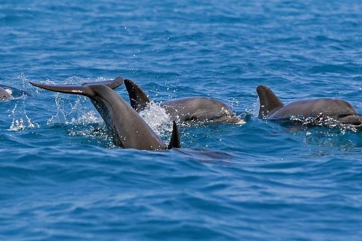 Kizimkazi Dolphin Tour - Image 5