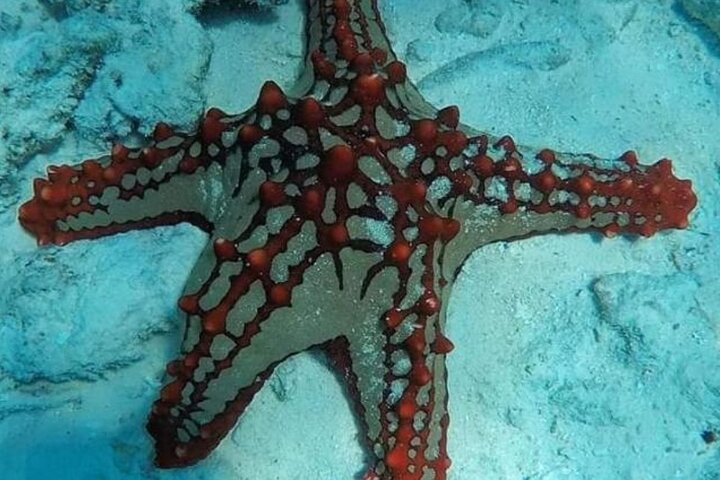 Luxury Starfish Adventure+ Blue Lagoon +Snorkeling + The rock restaurant  - Image 1