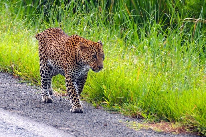 Mikumi National Park From Zanzibar 2 Days One Night Flying Option - Image 1