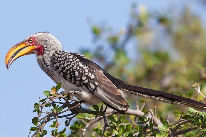 Mikumi National Park From Zanzibar 2 Days One Night Flying Option - Image 3