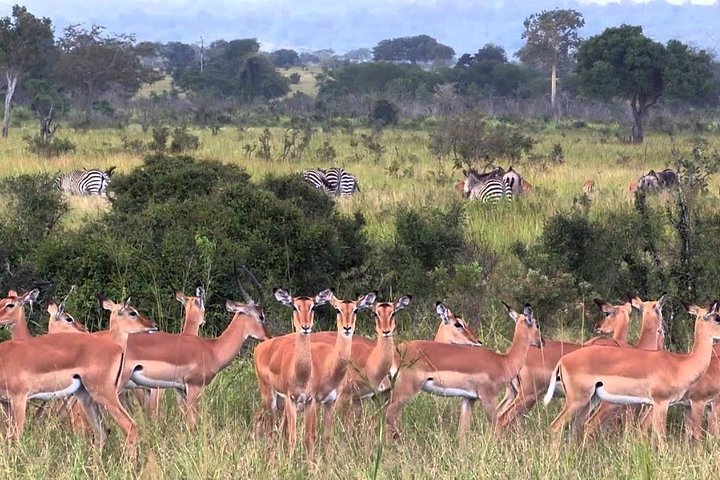 Mikumi National Park From Zanzibar 2 Days One Night Flying Option - Image 4