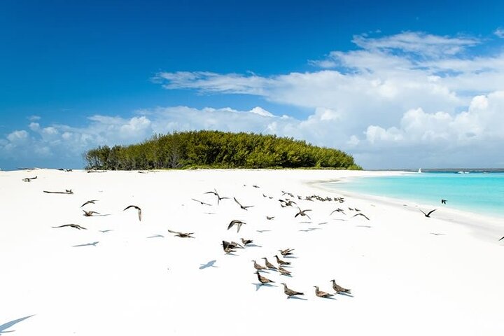 Mnemba Island Private Full Day Swim with Dolphins and Snorkeling - Image 4