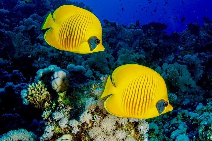 Mnemba Island Snorkeling; Jozani Forest Tour; Kuza Cave; Paje Beach; The Rock - Image 5