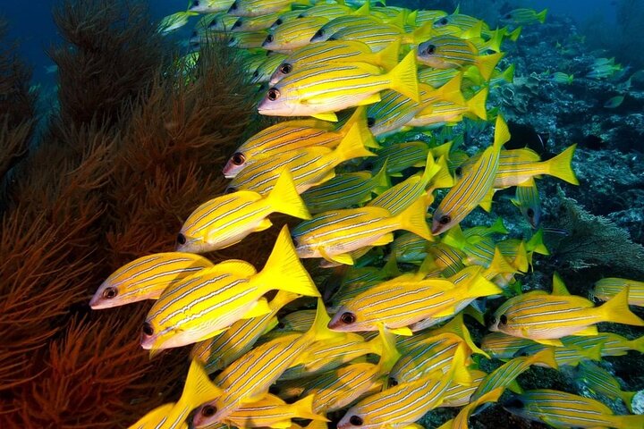 Mnemba Island Snorkeling; Jozani Forest Tour; Kuza Cave; Paje Beach; The Rock - Image 4