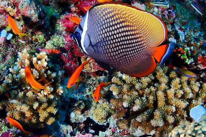 Mnemba Snorkeling, Kuza Cave, Blue Lagoon, Starfish Tour, The Rock Restaurant - Image 4