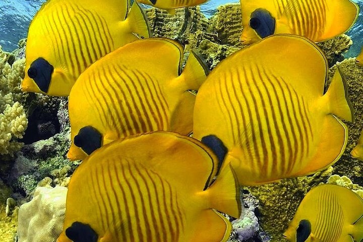 Mnemba Snorkeling, Kuza Cave, Blue Lagoon, Starfish Tour, The Rock Restaurant - Image 5