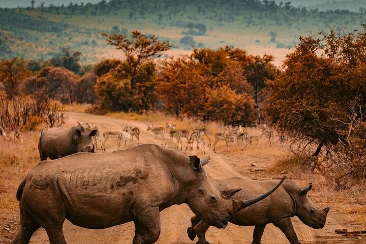 One Day Safari to Mikumi Departure from Zanzibar - Image 2