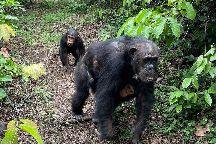Private Chimpanzee Safari Gombe National Park - Image 5