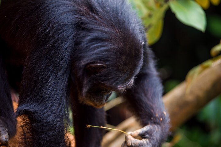 Private Chimpanzee Safari Gombe National Park - Image 2