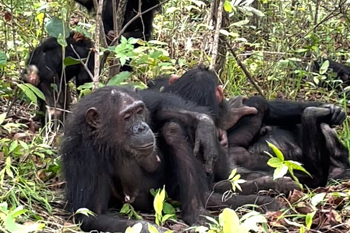 Private Chimpanzee Safari Gombe National Park - Image 4