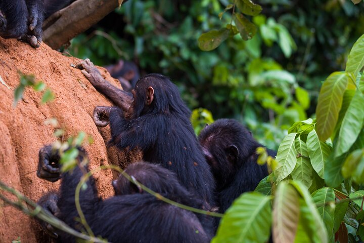 Private Chimpanzee Safari Gombe National Park - Image 3