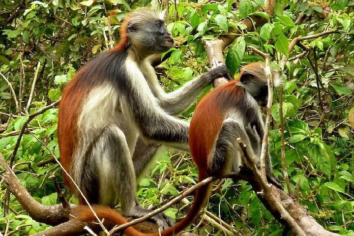 Private Full Day Trip to Stone Town, Spice Farms and Jozani Forest - Image 2