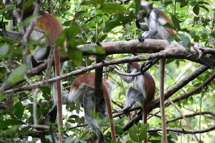 Private Full Day Trip to Stone Town, Spice Farms and Jozani Forest - Image 1