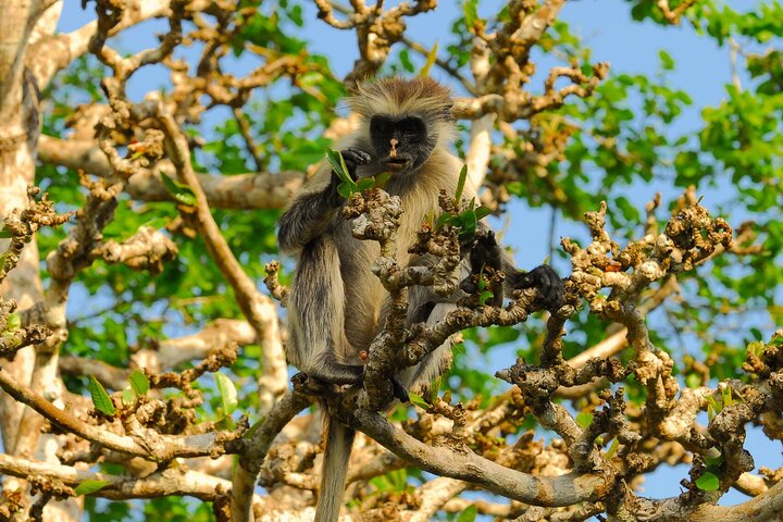 Private Tour Jozani Forest, Dolphin Watching and Kuza Cave - Image 2
