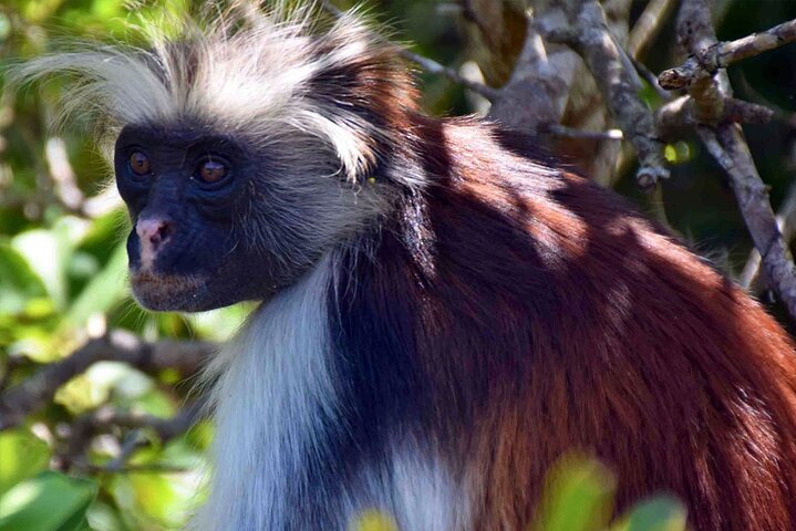 Private Tour to Jozani Forest and Spice Farm in Zanzibar - Image 2