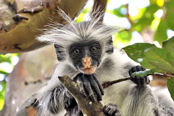 Private Tour to Jozani Forest and Spice Farm in Zanzibar - Image 3