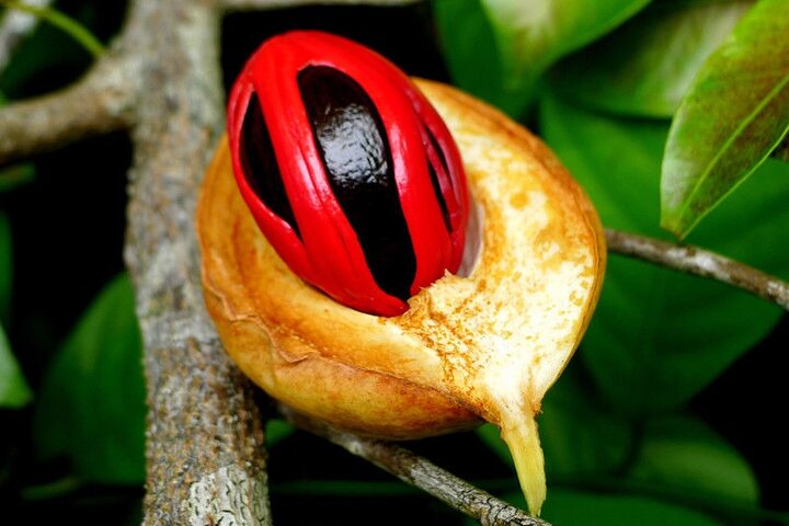 Spice Tour; Jozani Forest; Kuza Cave; Blue Lagoon; Starfish Adventure; The Rock - Image 2