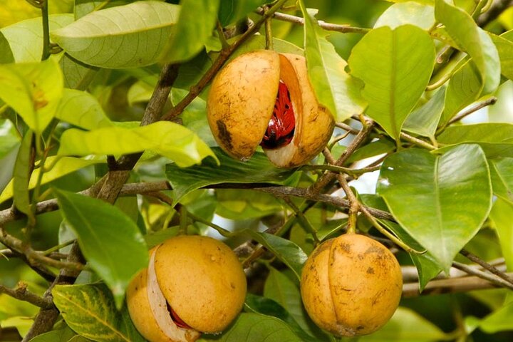 Spice Tour; Jozani Forest; Kuza Cave; Blue Lagoon; Starfish Adventure; The Rock - Image 3