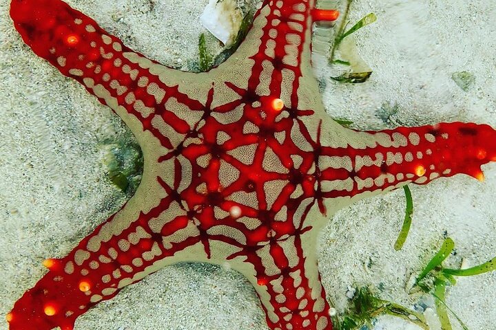 Starfish Adventure; Blue Lagoon Snorkeling; The Rock; Paje Beach; Jozani Forest - Image 1