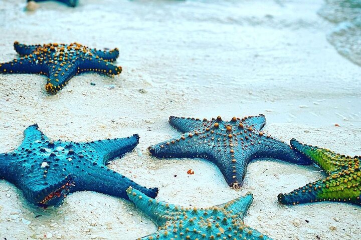 Starfish Adventure; Blue Lagoon Snorkeling; The Rock; Paje Beach; Jozani Forest - Image 3