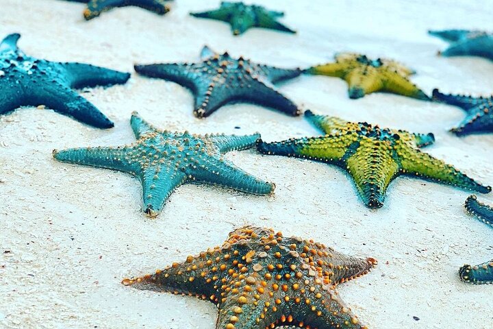 Starfish Adventure; Blue Lagoon Snorkeling; The Rock; Paje Beach; Jozani Forest - Image 2