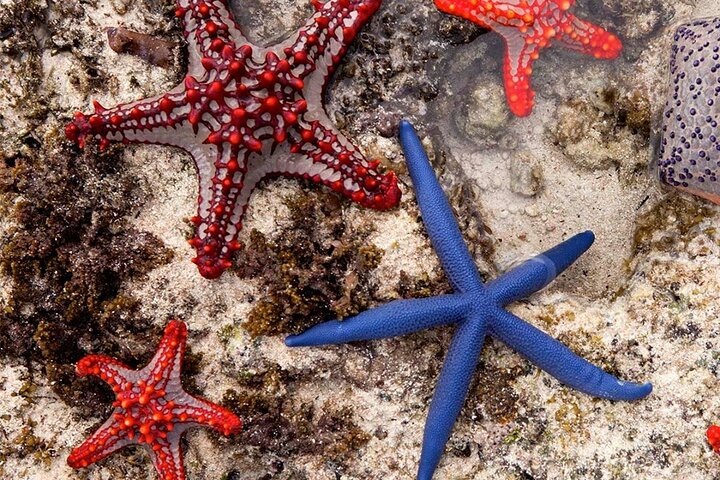 Starfish Adventure; Blue Lagoon Snorkeling; The Rock; Paje Beach; Jozani Forest - Image 5