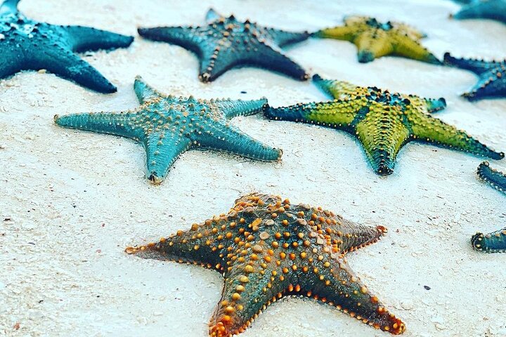 Starfish Adventure; Blue Lagoon Snorkeling; The Rock; Paje Beach; Kuza Cave Tour - Image 4