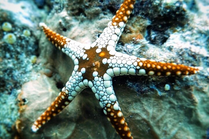 Starfish Adventure; Blue Lagoon Snorkeling; The Rock; Paje Beach; Kuza Cave Tour - Image 2