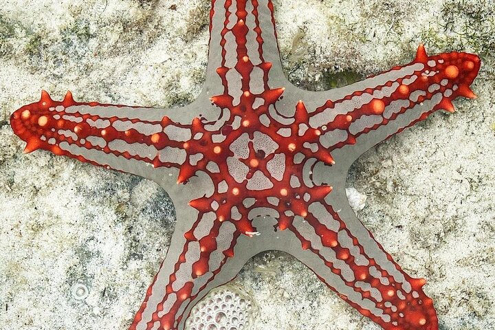 Starfish Adventure; Blue Lagoon Snorkeling; The Rock; Paje Beach; Kuza Cave Tour - Image 5