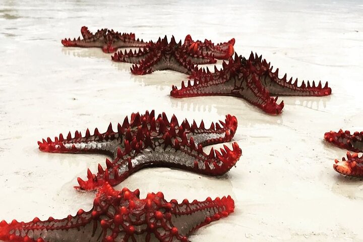Starfish Adventure; Blue Lagoon Tour; The Rock; The Island Pongwe; Secret Garden - Image 5
