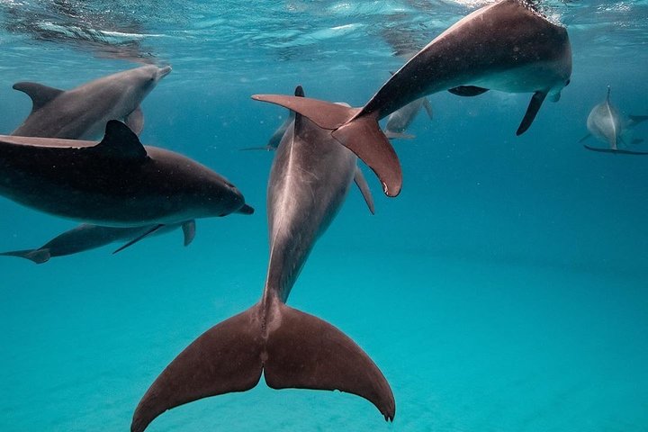 Zanzibar Dolphin Tour, Kuza Cave, Paje Beach, The Rock Restaurant, Jozani Forest - Image 4