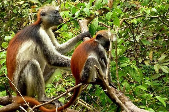 Zanzibar Jozani Jungle-Nature Walk - Image 1