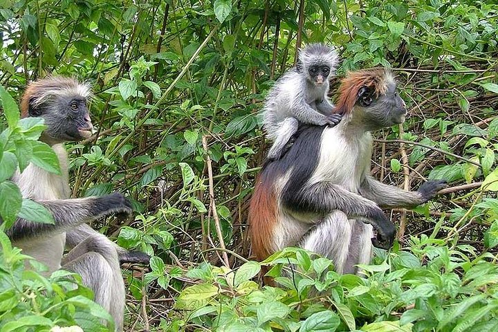 Zanzibar Jozani Jungle-Nature Walk - Image 2