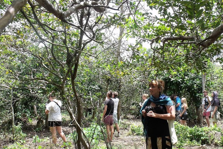 Zanzibar Jozani Jungle-Nature Walk - Image 4