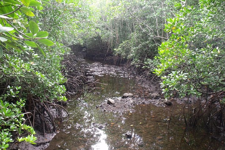 Zanzibar Jozani Jungle-Nature Walk - Image 5