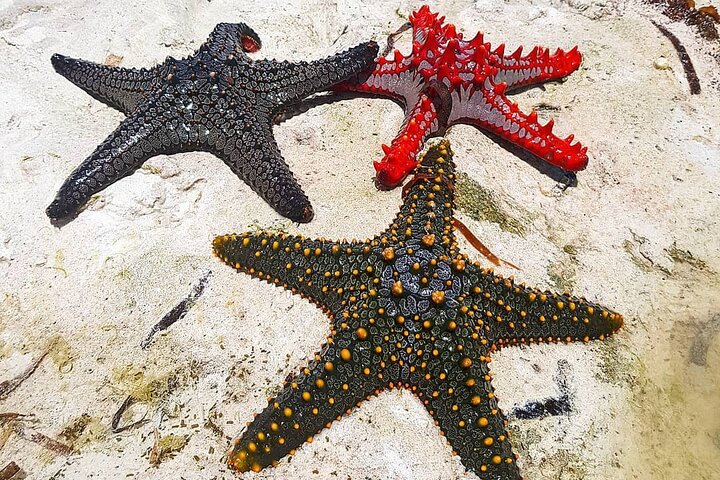 Zanzibar Starfish Adventure; Blue Lagoon; The Rock; Kuza Cave; Paje Beach Tour - Image 5