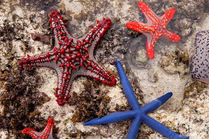 Zanzibar Starfish Adventure; Blue Lagoon; The Rock; Kuza Cave; Paje Beach Tour - Image 1