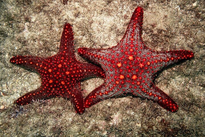 Zanzibar Starfish Adventure; Blue Lagoon; The Rock; Kuza Cave; Paje Beach Tour - Image 4