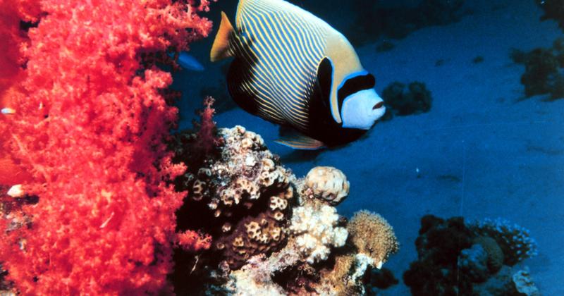 Aqaba (Petra), Jordan