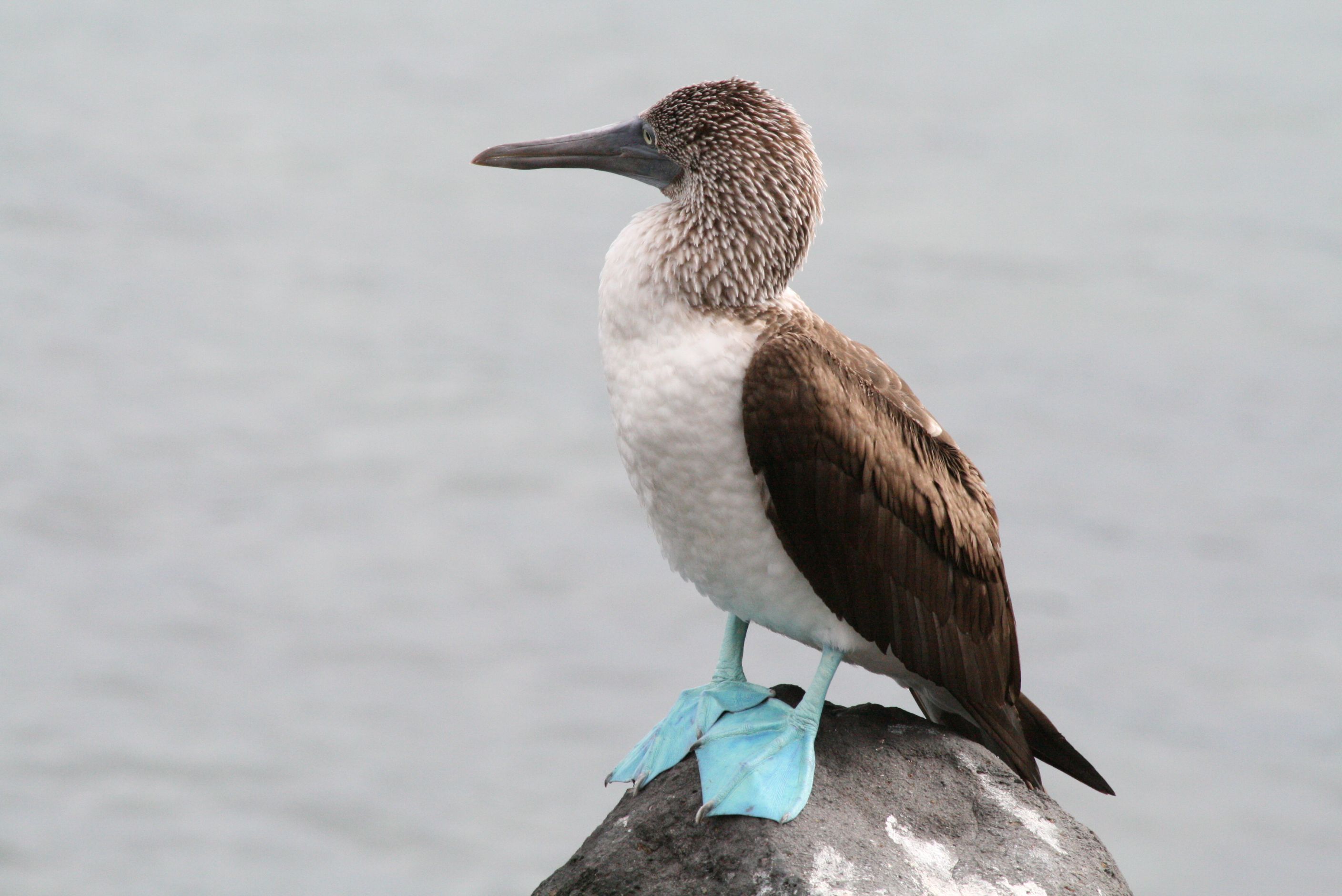 Baltra, Galapagos Image 1