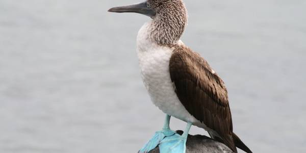 Baltra, Galapagos Image 1