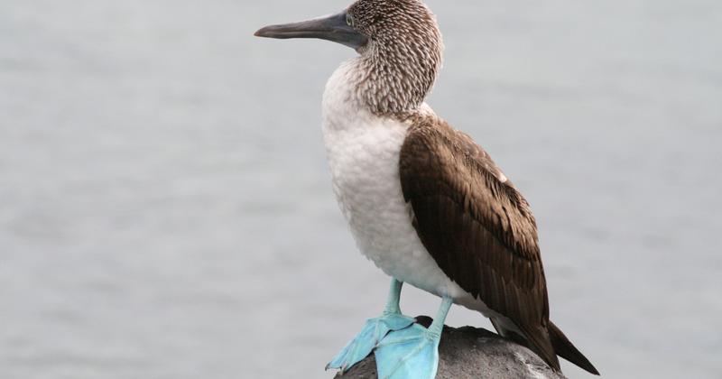 Baltra, Galapagos