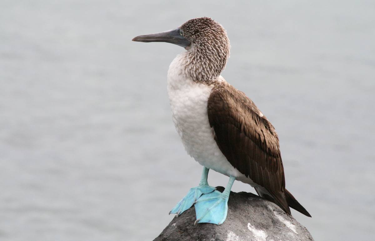 Baltra, Galapagos cruise port