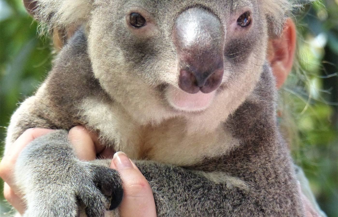 Brisbane Cruise Port