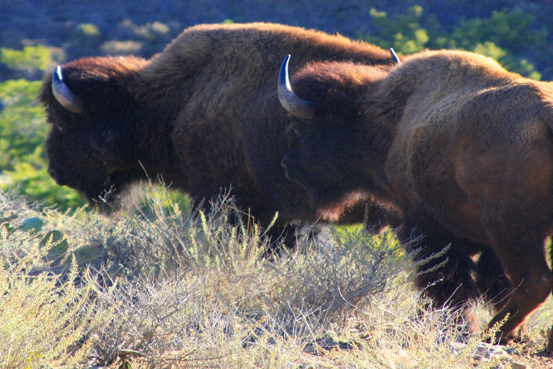 Catalina Island, California