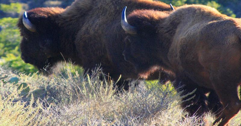 Catalina Island, California